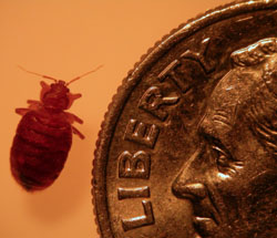 bed bug and dime
