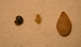 bed bug with poppy and sesame