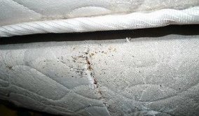 Bed Bug in Mattress