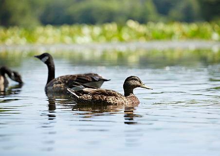pond clean up day