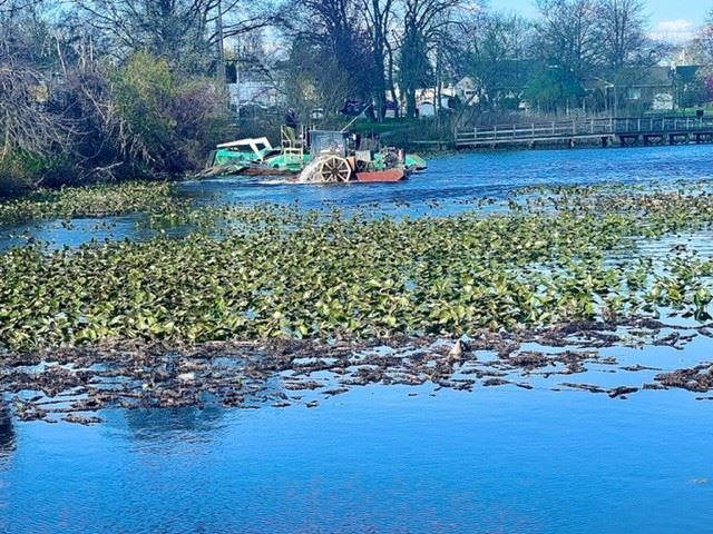 Legislator Mule - Lofts Pond Spatterdock