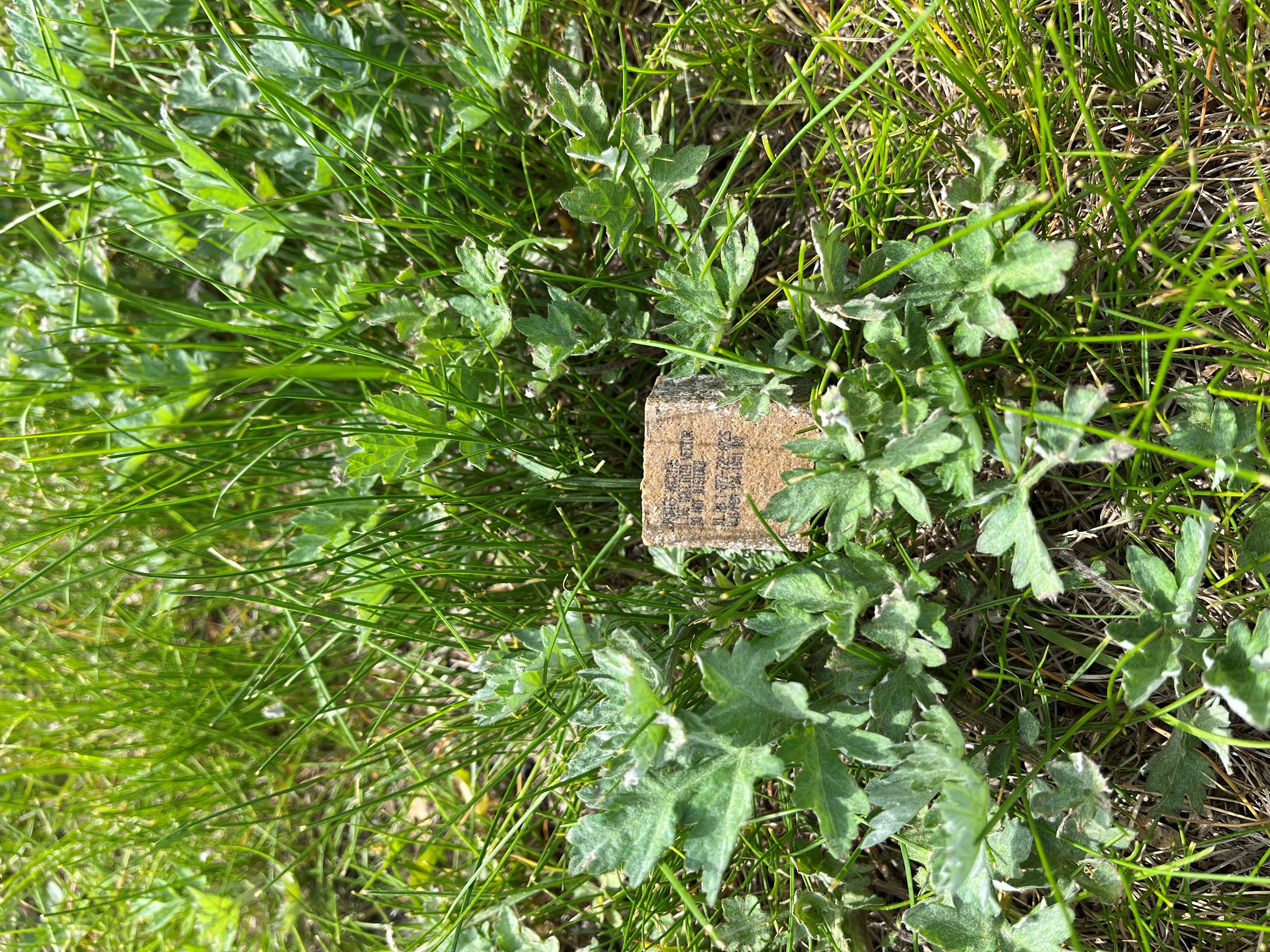 Rabies Bait in Grass