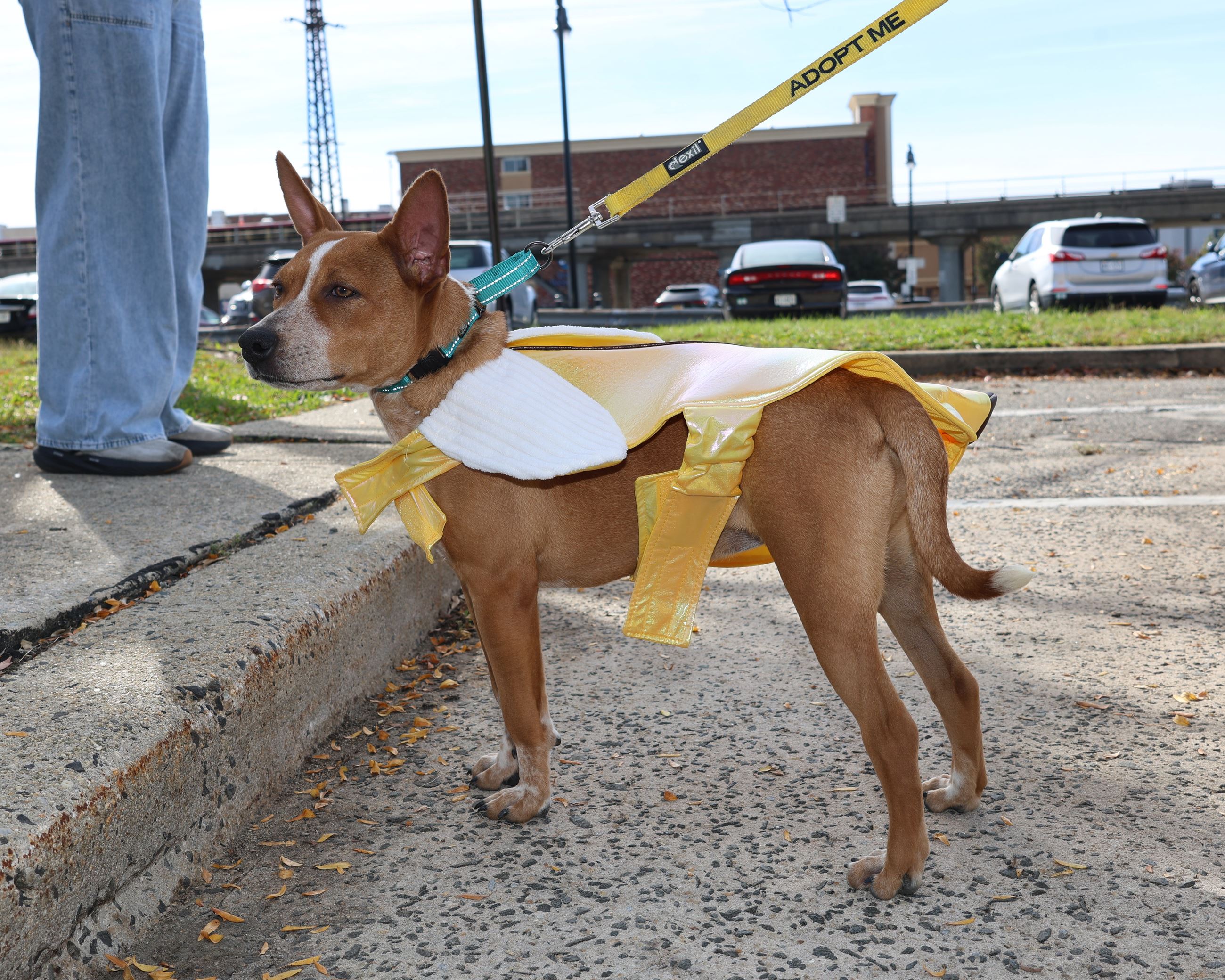 Davis - Dog Event 2026 - 4